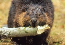 New study shows no heart regeneration in mammals New study shows no heart regeneration in mammals