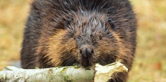 New study shows no heart regeneration in mammals New study shows no heart regeneration in mammals