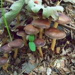 Psilocybin in mushrooms can help people quit smoking Psilocybin in mushrooms can help people quit smoking
