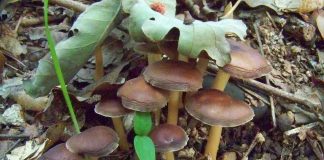 Psilocybin in mushrooms can help people quit smoking Psilocybin in mushrooms can help people quit smoking