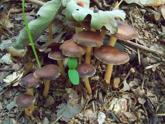 Psilocybin in mushrooms can help people quit smoking