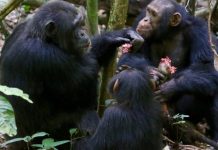 Research shows spontaneous cooperation in chimpanzees Research shows spontaneous cooperation in chimpanzees