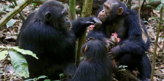 Research shows spontaneous cooperation in chimpanzees Research shows spontaneous cooperation in chimpanzees