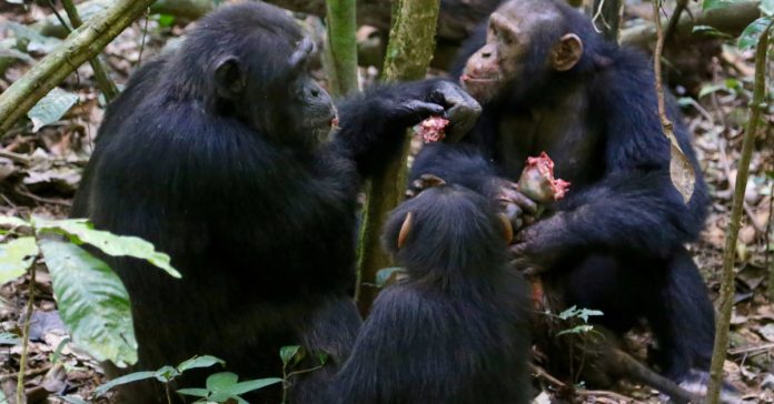 Research shows spontaneous cooperation in chimpanzees