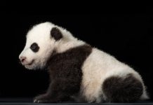 Researchers discover giant pandas have a sweet tooth Researchers discover giant pandas have a sweet tooth
