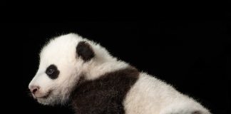 Researchers discover giant pandas have a sweet tooth Researchers discover giant pandas have a sweet tooth