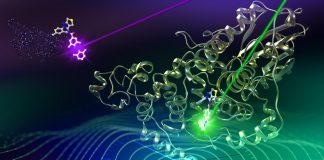 Scientists find chemical that resets circadian clock Scientists find chemical that resets circadian clock