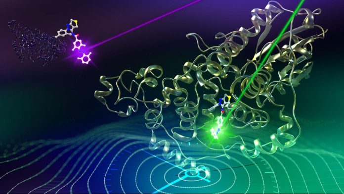 Scientists find chemical that resets circadian clock