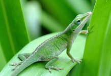 Biologists unravel genetic recipe for tail regeneration in lizards Biologists unravel genetic recipe for tail regeneration in lizards