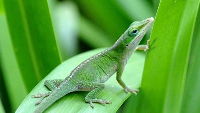 Biologists unravel genetic recipe for tail regeneration in lizards