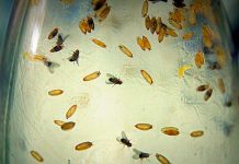 Fruit fly research leads to advances in human medicine Fruit fly research leads to advances in human medicine