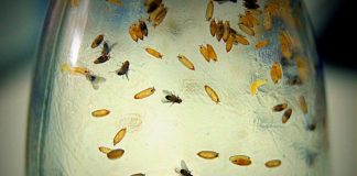 Fruit fly research leads to advances in human medicine Fruit fly research leads to advances in human medicine