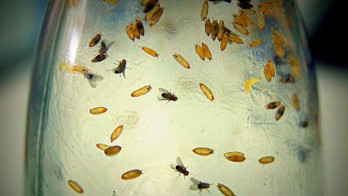 Fruit fly research leads to advances in human medicine