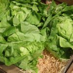 Lettuce color determines how fast antioxidants take effect Lettuce color determines how fast antioxidants take effect