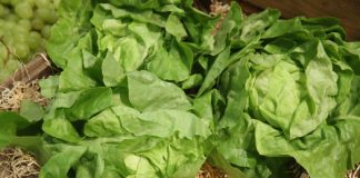 Lettuce color determines how fast antioxidants take effect Lettuce color determines how fast antioxidants take effect