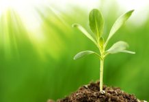 Plants talk to each other by exchanging genes, study finds Plants talk to each other by exchanging genes, study finds