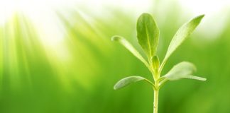 Plants talk to each other by exchanging genes, study finds Plants talk to each other by exchanging genes, study finds