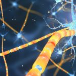 Repair damaged nerves in multiple sclerosis by stimulating body’s own stem cells Repair damaged nerves in multiple sclerosis by stimulating body's own stem cells