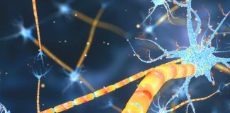 Repair damaged nerves in multiple sclerosis by stimulating body’s own stem cells Repair damaged nerves in multiple sclerosis by stimulating body's own stem cells