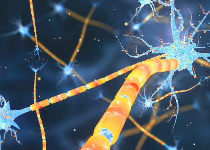 Repair damaged nerves in multiple sclerosis by stimulating body's own stem cells