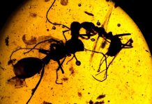 Ancient amber depicts war between ants and termites Ancient amber depicts war between ants and termites
