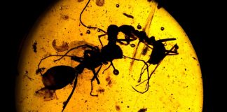 Ancient amber depicts war between ants and termites Ancient amber depicts war between ants and termites