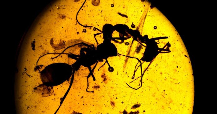 Ancient amber depicts war between ants and termites