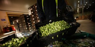 Study: Broccoli sprouts are great for ulcer relief Study: Broccoli sprouts are great for ulcer relief