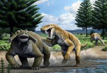 Evidence discovered for nocturnal behavior in synapsids Evidence discovered for nocturnal behavior in synapsids