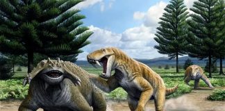 Evidence discovered for nocturnal behavior in synapsids Evidence discovered for nocturnal behavior in synapsids