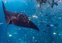 Experiment proves mammals came from the ocean Experiment proves mammals came from the ocean