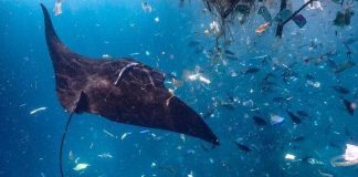 Experiment proves mammals came from the ocean Experiment proves mammals came from the ocean