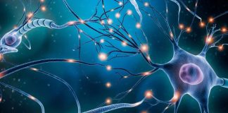New study furthers understanding of how memories are formed New study furthers understanding of how memories are formed
