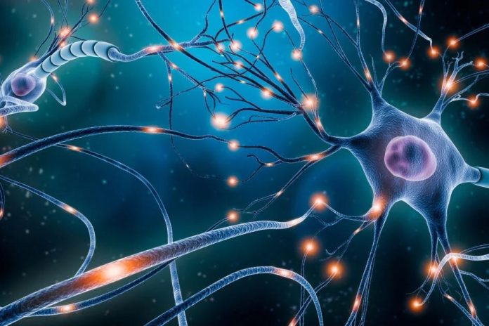 New study furthers understanding of how memories are formed