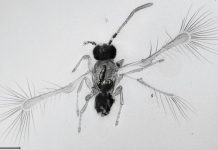 Newly discovered fairyfly species pushes lower limit of insect size Newly discovered fairyfly species pushes lower limit of insect size