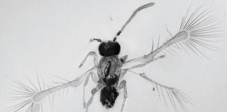 Newly discovered fairyfly species pushes lower limit of insect size Newly discovered fairyfly species pushes lower limit of insect size