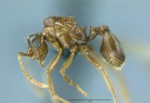 South American ant changes evolutionary theory South American ant changes evolutionary theory