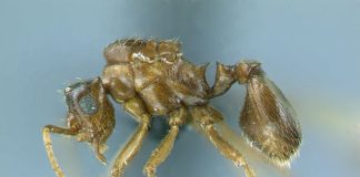 South American ant changes evolutionary theory South American ant changes evolutionary theory