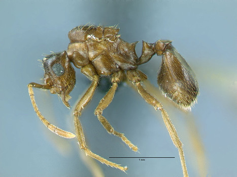 South American ant changes evolutionary theory