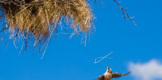 Study finds hard work makes you old and sick Study finds hard work makes you old and sick