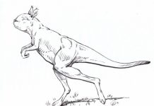 Ancient kangaroo ancestor was big and did not hop Ancient kangaroo ancestor was big and did not hop