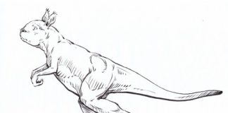 Ancient kangaroo ancestor was big and did not hop Ancient kangaroo ancestor was big and did not hop