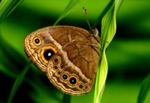 Biologists discover what ‘eyespots’ do for butterflies Biologists discover what ‘eyespots’ do for butterflies