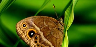 Biologists discover what ‘eyespots’ do for butterflies Biologists discover what ‘eyespots’ do for butterflies