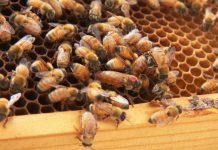 Entomologists discover chemical that makes a bee a queen Entomologists discover chemical that makes a bee a queen