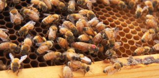 Entomologists discover chemical that makes a bee a queen Entomologists discover chemical that makes a bee a queen