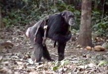 First evidence discovered that chimpanzees care for the disabled First evidence discovered that chimpanzees care for the disabled