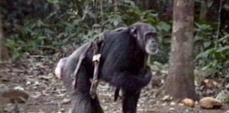 First evidence discovered that chimpanzees care for the disabled First evidence discovered that chimpanzees care for the disabled