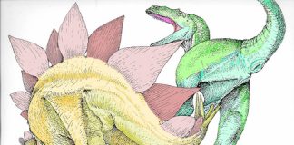 First fossil evidence found that proves stegosaurs killed predators First fossil evidence found that proves stegosaurs killed predators