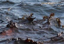 Forty percent of Deepwater Horizon oil found on ocean floor Forty percent of Deepwater Horizon oil found on ocean floor